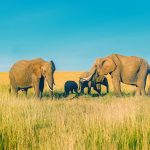 راهنماهای فیل از نپال